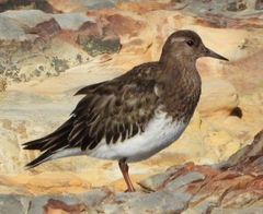 Arenaria melanocephala