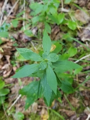 Asphondylia rosulata