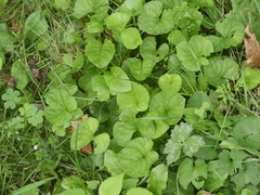 Viola