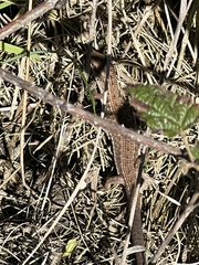 Elgaria multicarinata multicarinata