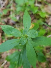 Asphondylia rosulata