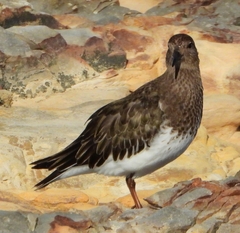 Arenaria melanocephala