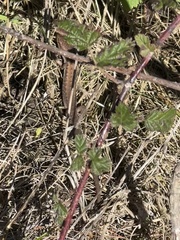 Elgaria multicarinata multicarinata