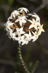 Lysinema ciliatum