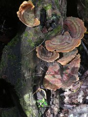 Stereum versicolor