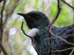 Prosthemadera novaeseelandiae novaeseelandiae