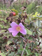 Rosa californica