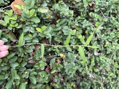 Oplismenus compositus