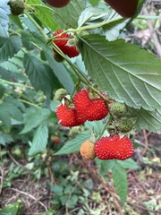 Rubus probus