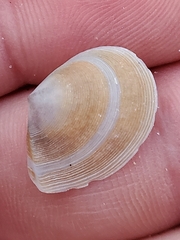 Tellinoidea