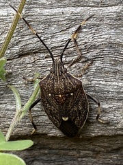 Poecilometis strigatus