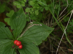Phytomyza agromyzina group