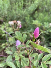 Rosa californica