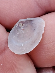 Tellinoidea