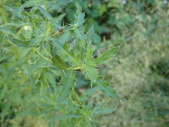 Cirsium