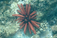 Heterocentrotus mamillatus