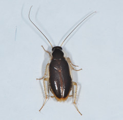 Plectoptera