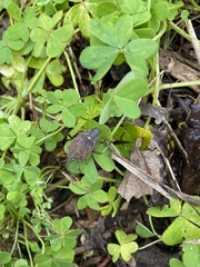 Poecilometis strigatus