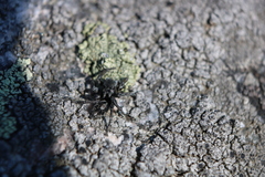 Habronattus borealis