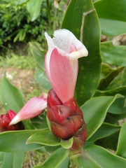 Costus atlanticus
