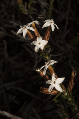 Lysinema ciliatum