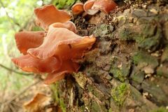 Auricularia fuscosuccinea