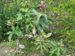 Costus atlanticus
