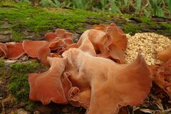 Auricularia fuscosuccinea