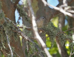 Baeolophus inornatus