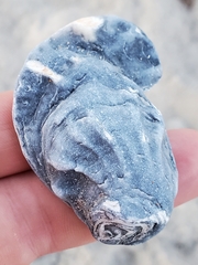 Ostreidae