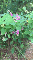 Lespedeza bicolor