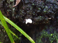 Favolaschia pustulosa