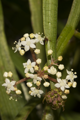 Platysace compressa