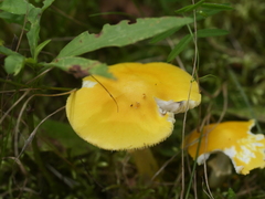 Validae