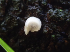 Favolaschia pustulosa