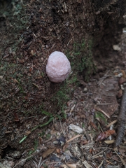 Reticularia