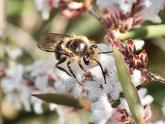 Leioproctus