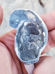 Ostreidae