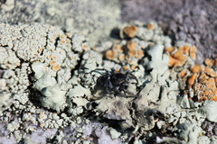 Habronattus borealis