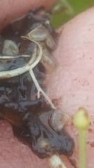 Utricularia geminiscapa