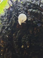 Favolaschia pustulosa