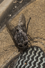 Scaptia