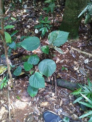 Dendrocnide cordifolia