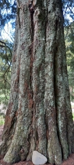 Dacrycarpus dacrydioides