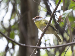 Cyclarhis gujanensis