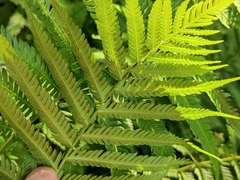 Pseudocyclosorus subochthodes