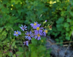 Symphyotrichum ciliolatum