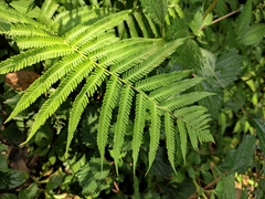 Pseudocyclosorus subochthodes