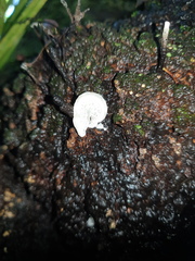 Favolaschia pustulosa