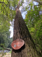 Kalopanax septemlobus